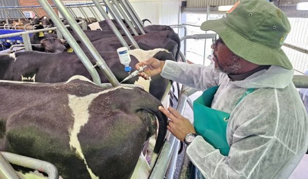 STEENHUISEN REPORTS FMD VACCINATION SUCCESS