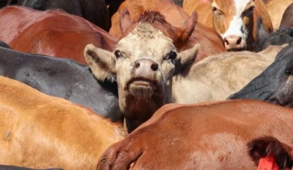NEW FOOT-AND-MOUTH DISEASE CASE CONFIRMED IN GARDEN ROUTE